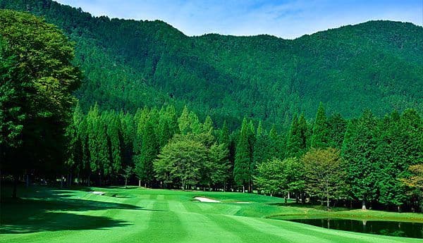 The Cypress