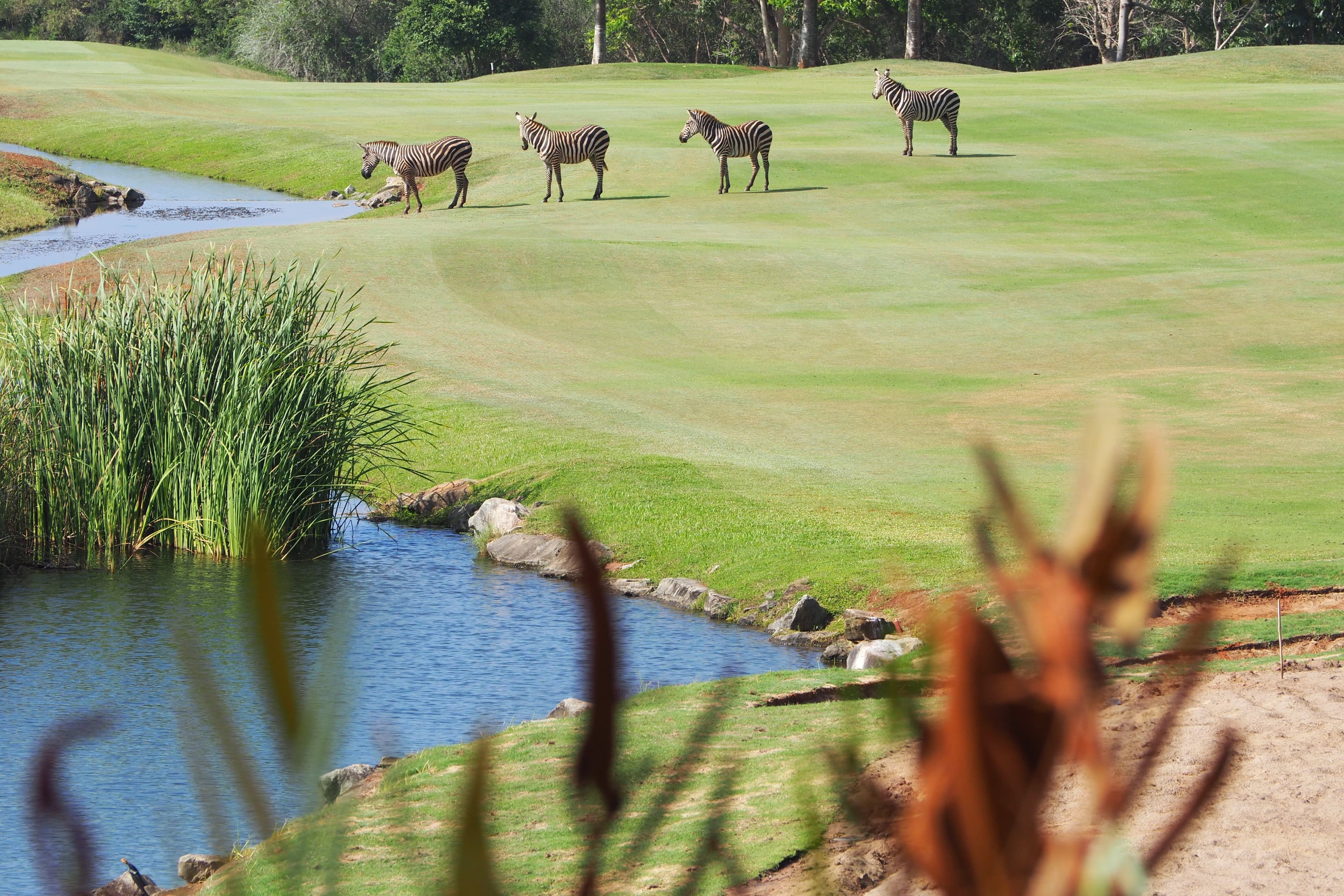 Vipingo Ridge